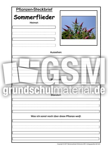 Pflanzensteckbrief-Sommerflieder.pdf